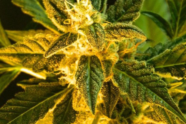 Кракен верификация