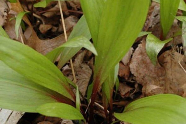 Кракен дарксайд