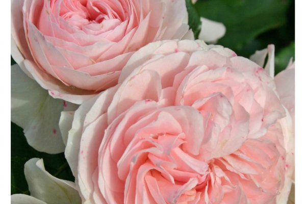 Кракен даркнет купить