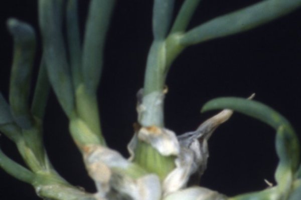 Кракен ссылка тор kr2web in